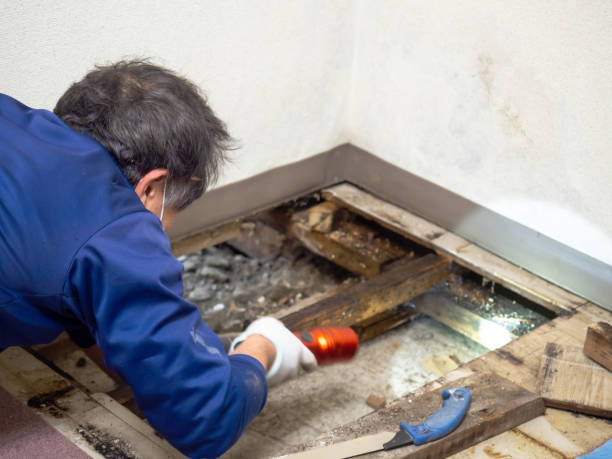 Best Toxic Mold Removal  in Groveland, FL