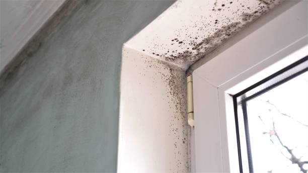 Best Toxic Mold Removal  in Groveland, FL