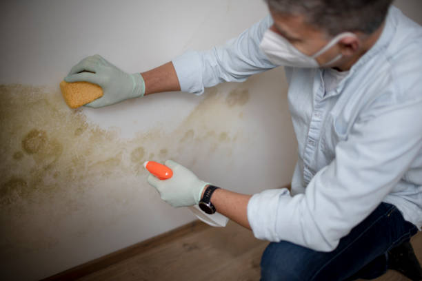 Best Mold Remediation  in Groveland, FL