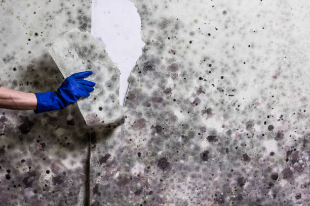 Best Fast Mold Removal  in Groveland, FL