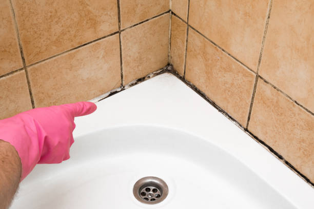Best Commercial Mold Removal  in Groveland, FL
