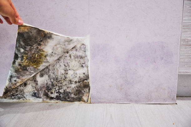 Best Residential Mold Removal  in Groveland, FL